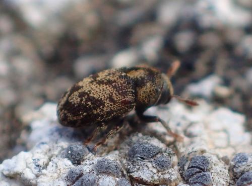 Réf. 315 220 : Hylesinus varius